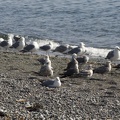 313-1982 Seagulls on the Beach